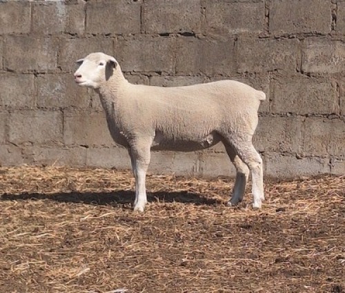 1 X ILE DE FRANCE STUD PREGNANT EWE JANCOR