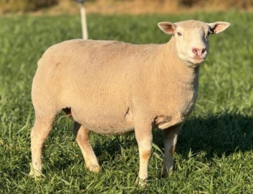 1 X ILE DE FRANCE STUD EWE HAGELAND