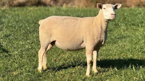 1 X ILE DE FRANCE STUD EWE HAGELAND