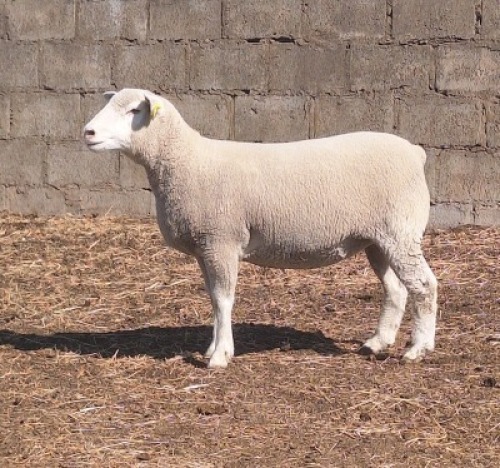 1 X ILE DE FRANCE STUD PREGNANT EWE JANCOR