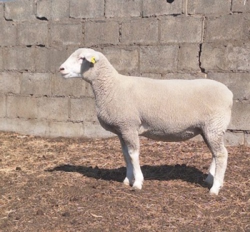 1 X ILE DE FRANCE STUD PREGNANT EWE JANCOR