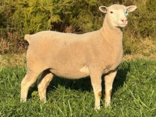 1 X ILE DE FRANCE STUD EWE HAGELAND