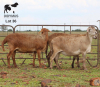 LOT 36 3X MEATMASTER DIDYMUS MEATMASTERS CHRISTOF GROBLER : 0837812076 - 2