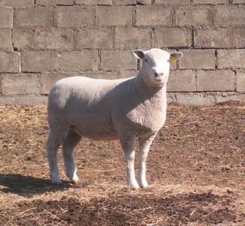 1 X ILE DE FRANCE STUD PREGNANT EWE JANCOR