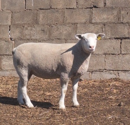 1 X ILE DE FRANCE STUD EWE JANCOR