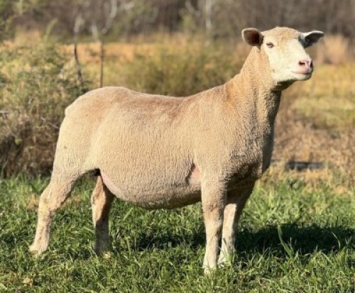 1 X ILE DE FRANCE STUD EWE HAGELAND