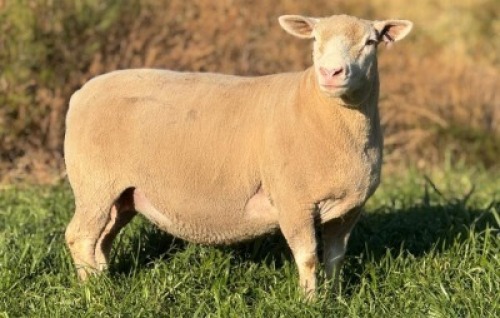 1 X ILE DE FRANCE STUD EWE HAGELAND