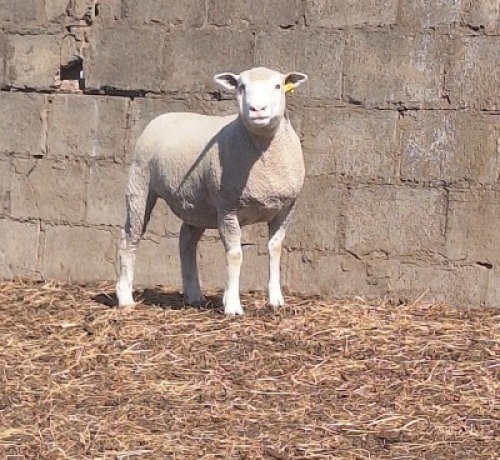 1 X ILE DE FRANCE STUD PREGNANT EWE JANCOR