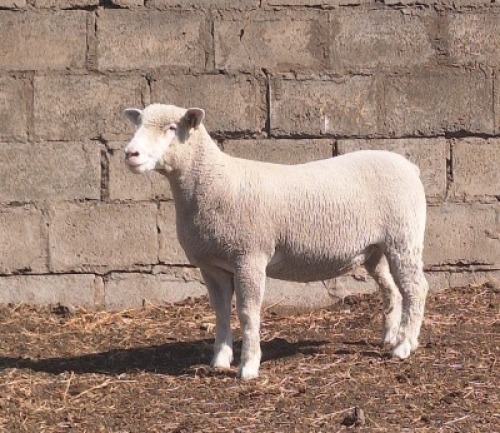 1 X ILE DE FRANCE STUD PREGNANT EWE JANCOR