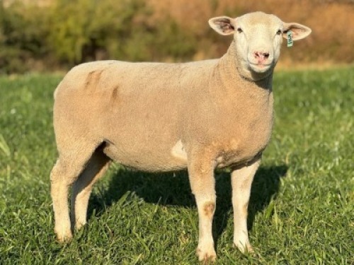 1 X ILE DE FRANCE STUD EWE HAGELAND