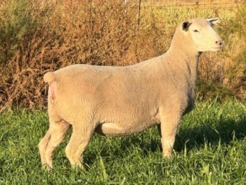 1 X ILE DE FRANCE STUD EWE HAGELAND