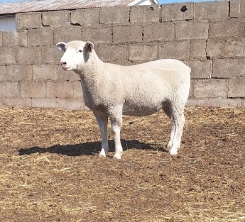 1 X ILE DE FRANCE STUD PREGNANT EWE JANCOR