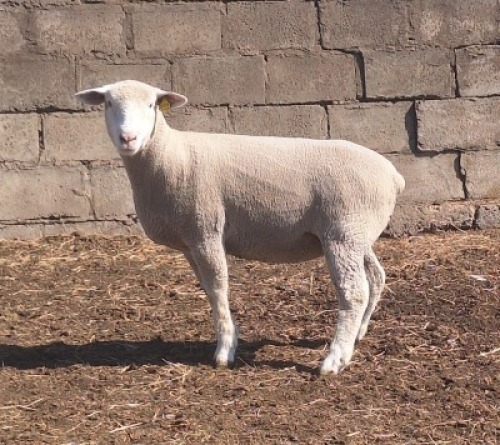 1 X ILE DE FRANCE STUD EWE JANCOR
