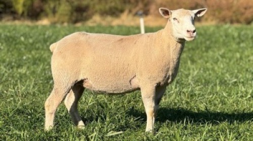 1 X ILE DE FRANCE STUD EWE HAGELAND