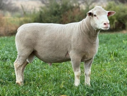 1 X ILE DE FRANCE STUD RAM HAGELAND