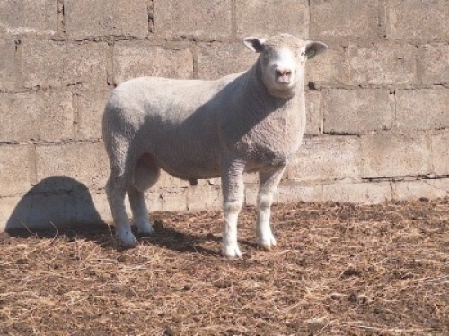 1 X ILE DE FRANCE STUD RAM JANCOR