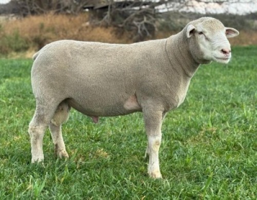 1 X ILE DE FRANCE STUD RAM HAGELAND