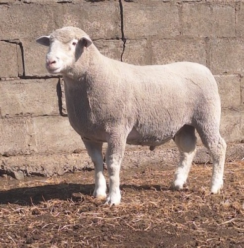1 X ILE DE FRANCE STUD RAM JANCOR