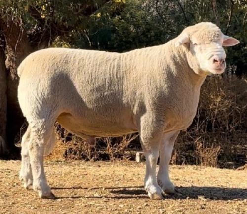 1 X ILE DE FRANCE STUD RAM HAGELAND