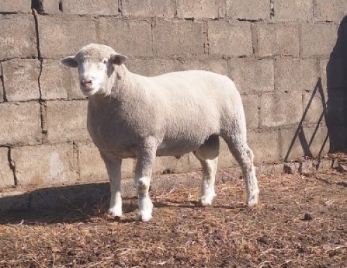 1 X ILE DE FRANCE STUD RAM JANCOR