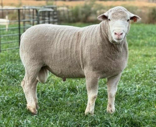 1 X ILE DE FRANCE STUD RAM HAGELAND