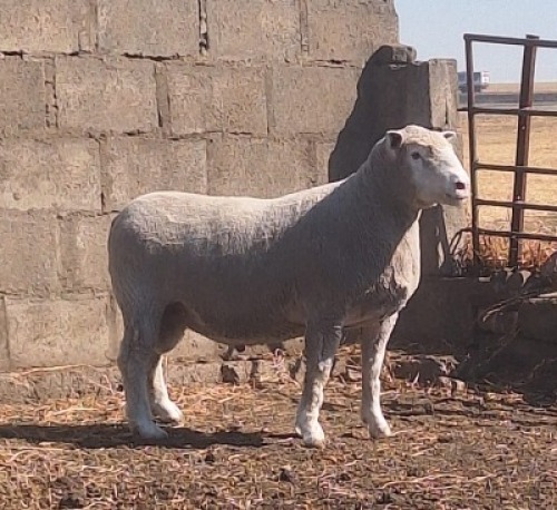 1 X ILE DE FRANCE STUD RAM JANCOR