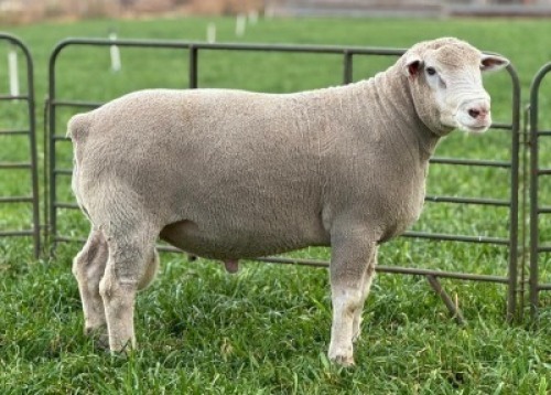 1 X ILE DE FRANCE STUD RAM HAGELAND