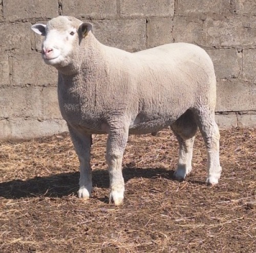 1 X ILE DE FRANCE STUD RAM JANCOR