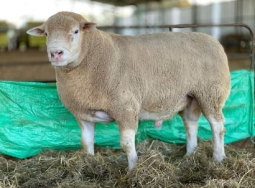 10 X ILE DE FRANCE SEMEN HAGELAND (Per straw to take the lot)
