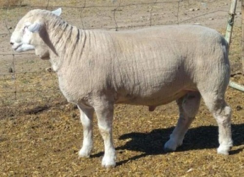 10 X ILE DE FRANCE SEMEN HAGELAND (Per straw to take the lot)