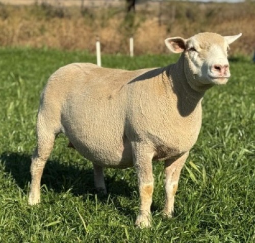 WITHDRAWN - 1 X ILE DE FRANCE STUD EWE HAGELAND