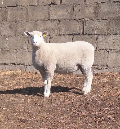1 X ILE DE FRANCE STUD EWE JANCOR