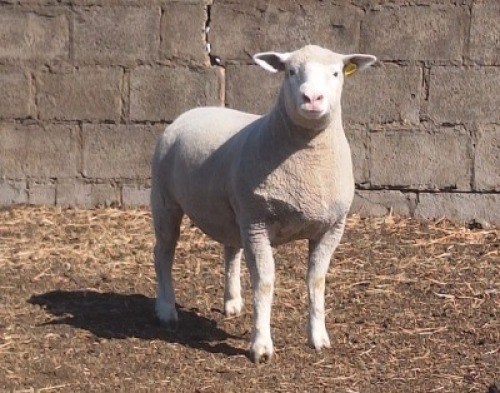 1 X ILE DE FRANCE STUD EWE JANCOR