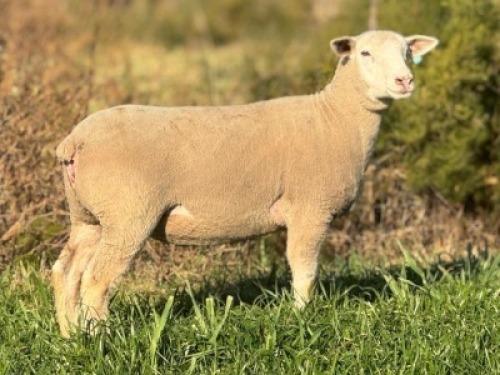 1 X ILE DE FRANCE STUD EWE HAGELAND