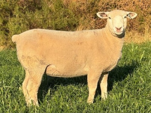 1 X ILE DE FRANCE STUD EWE HAGELAND