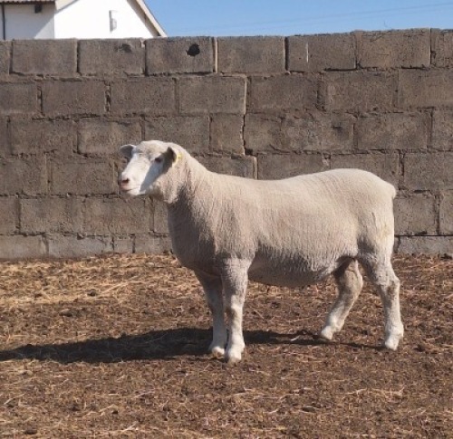 1 X ILE DE FRANCE STUD PREGNANT EWE JANCOR