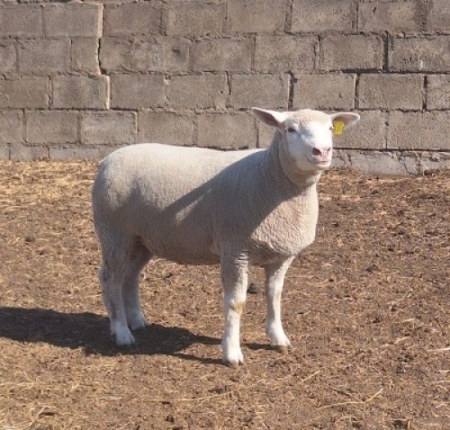 1 X ILE DE FRANCE STUD PREGNANT EWE JANCOR