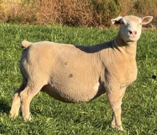1 X ILE DE FRANCE STUD EWE HAGELAND