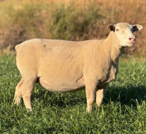 1 X ILE DE FRANCE STUD EWE HAGELAND