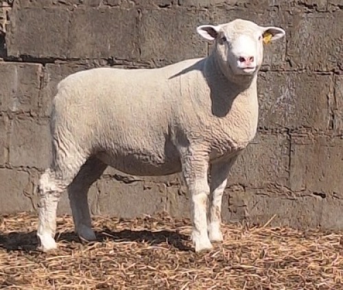 1 X ILE DE FRANCE STUD PREGNANT EWE JANCOR