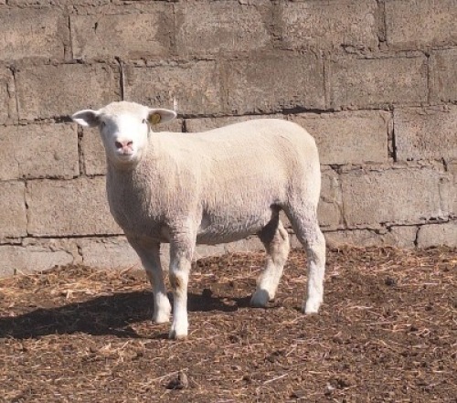 1 X ILE DE FRANCE STUD PREGNANT EWE JANCOR