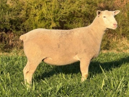 1 X ILE DE FRANCE STUD EWE HAGELAND