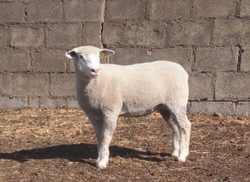 1 X ILE DE FRANCE STUD EWE JANCOR
