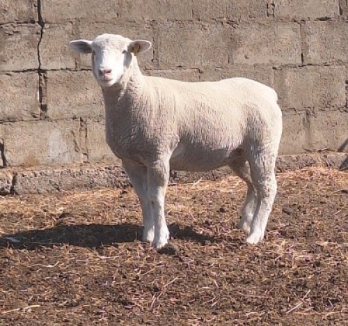 1 X ILE DE FRANCE STUD EWE JANCOR