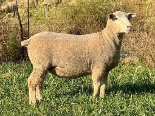 1 X ILE DE FRANCE STUD EWE HAGELAND
