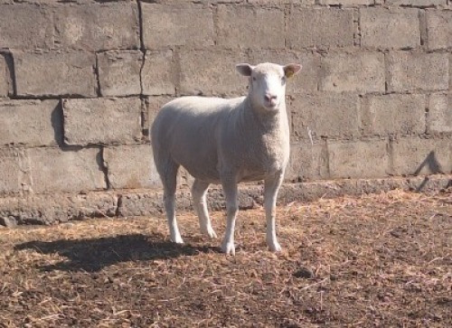 1 X ILE DE FRANCE STUD PREGNANT EWE JANCOR