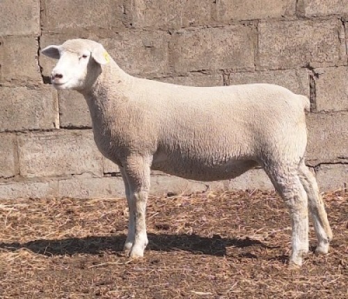 1 X ILE DE FRANCE STUD EWE JANCOR
