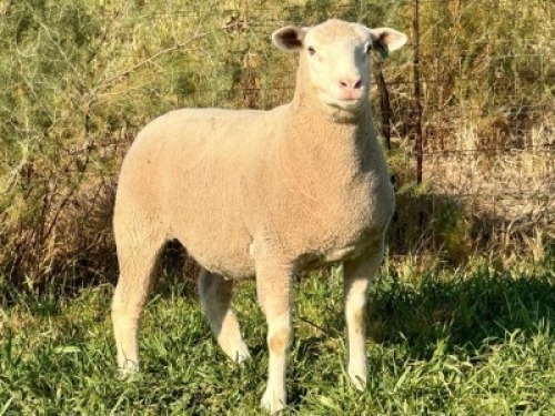 1 X ILE DE FRANCE STUD EWE HAGELAND