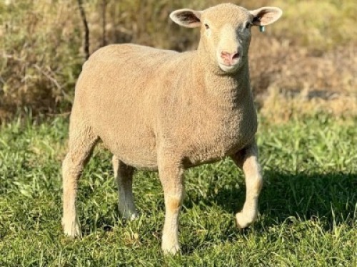 1 X ILE DE FRANCE STUD EWE HAGELAND