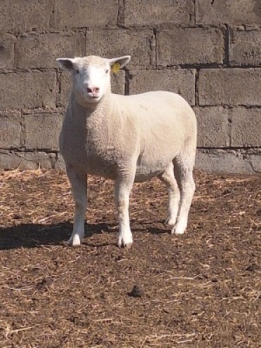 1 X ILE DE FRANCE STUD EWE JANCOR